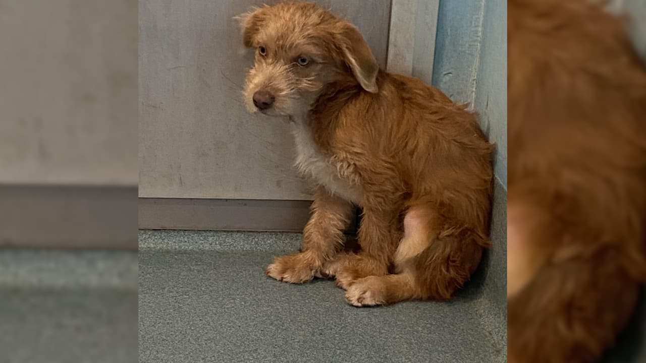 Cachorro de 3 meses es sacrificado accidentalmente  en albergue