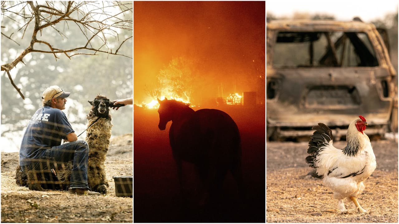 Las otras víctimas de los incendios: animales que también buscan escapar del voraz fuego en California