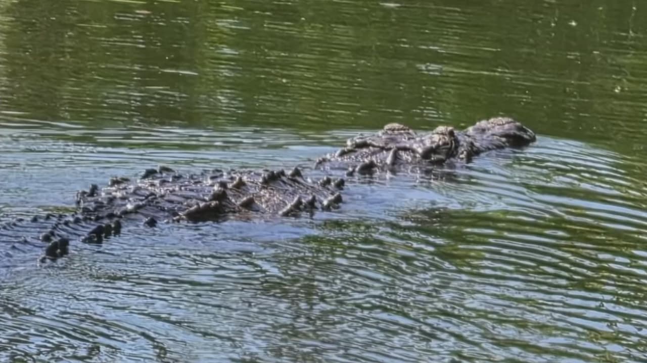 Un cocodrilo ataca y mata a un perro en South Miami: hay temor y preocupación entre los vecinos