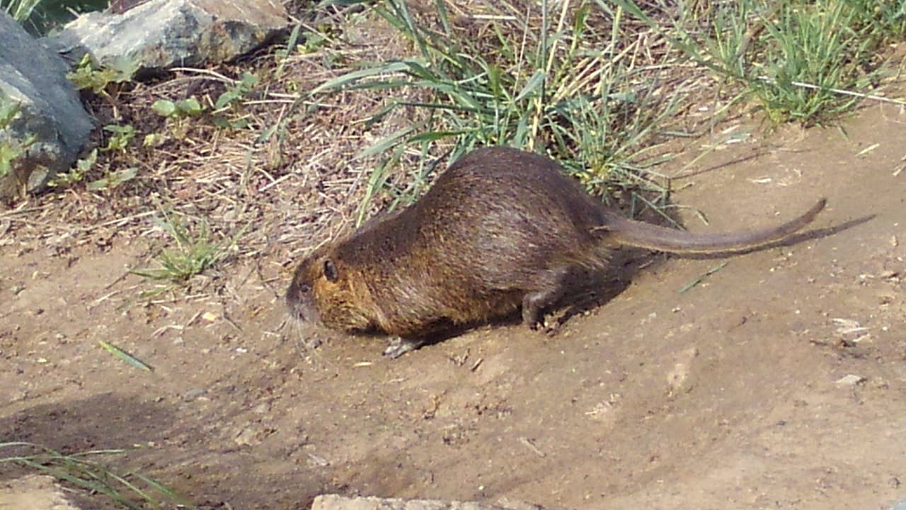Avanza proyecto de ley que otorga millones de dólares al estado para erradicar la nutria