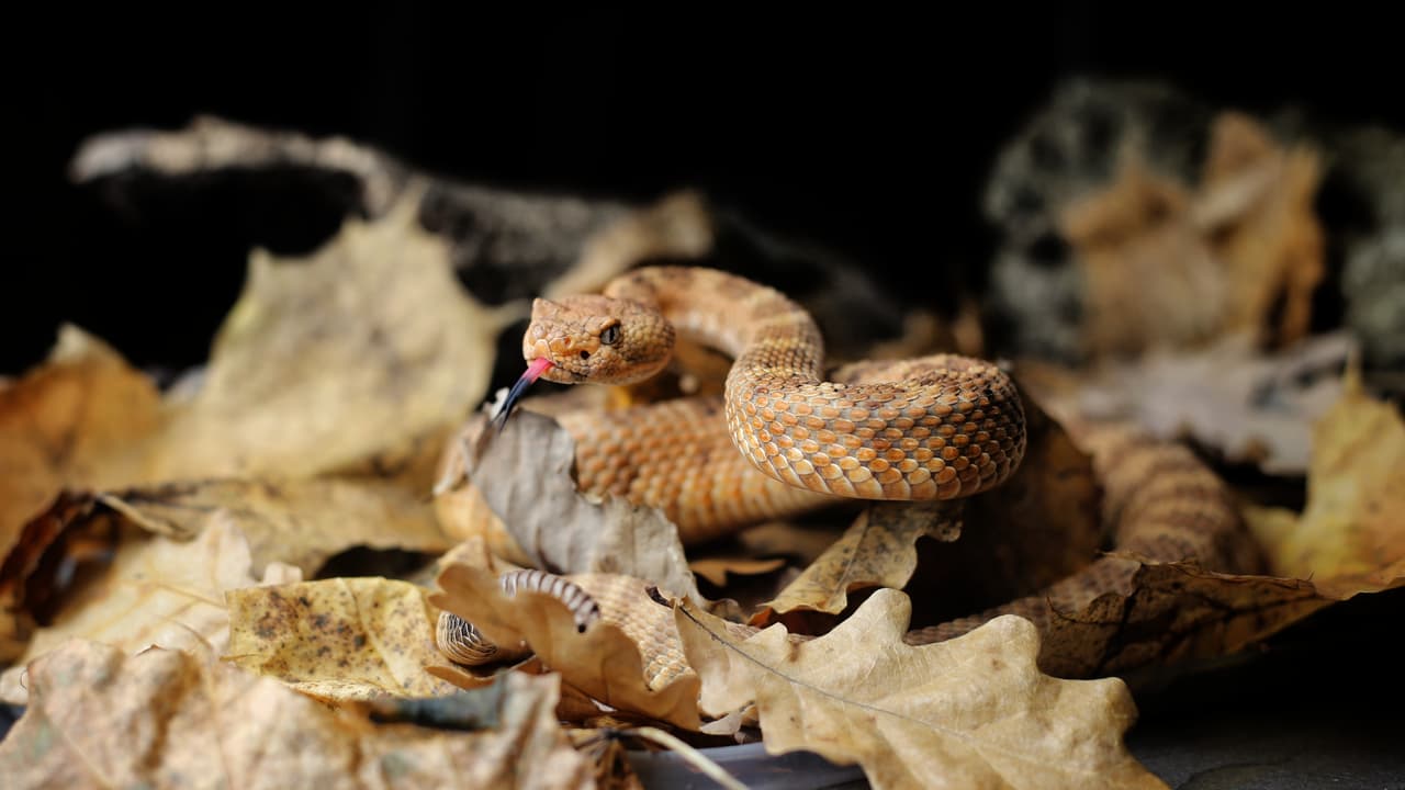 <b>Panamint rattlers</b>. Por lo general son color marrón con amarillo y miden de 2 a 4.5 pies de largo. En California, prefieren los lugares montañosos y viven en la parte sureste del estado.