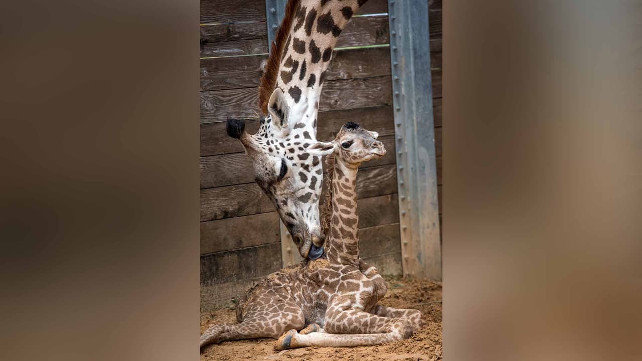 Madre e hijo se encuentran en buen estado de salud.