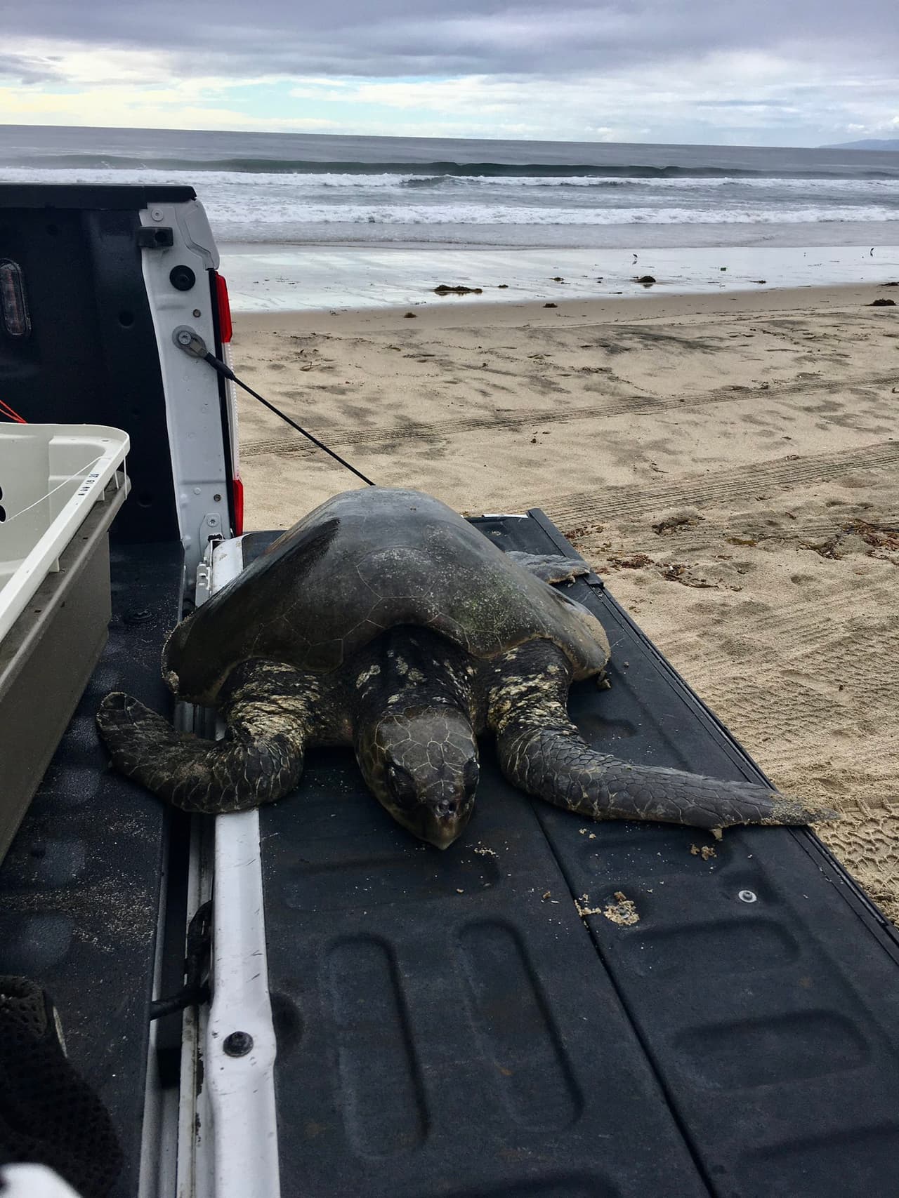 Los socorristas pidieron la asistencia de la agencia Marina de Rescate para "asistir a la tortuga". Las autoridades no han informado sobre el estado de salud de la misma.