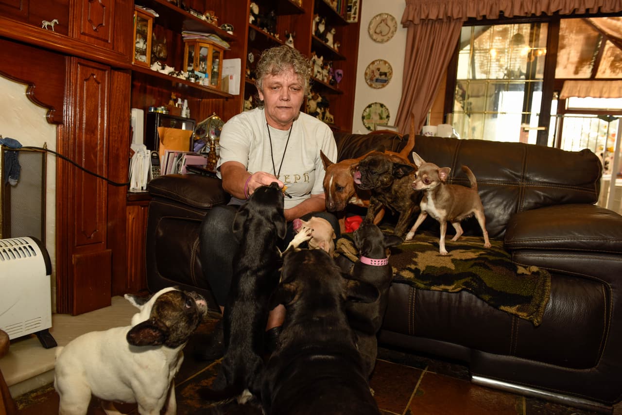 Lynn solía ser una niñera calificada, ¡seguro sus habilidades ahora le sirven para cuidar a sus 41 perritos!