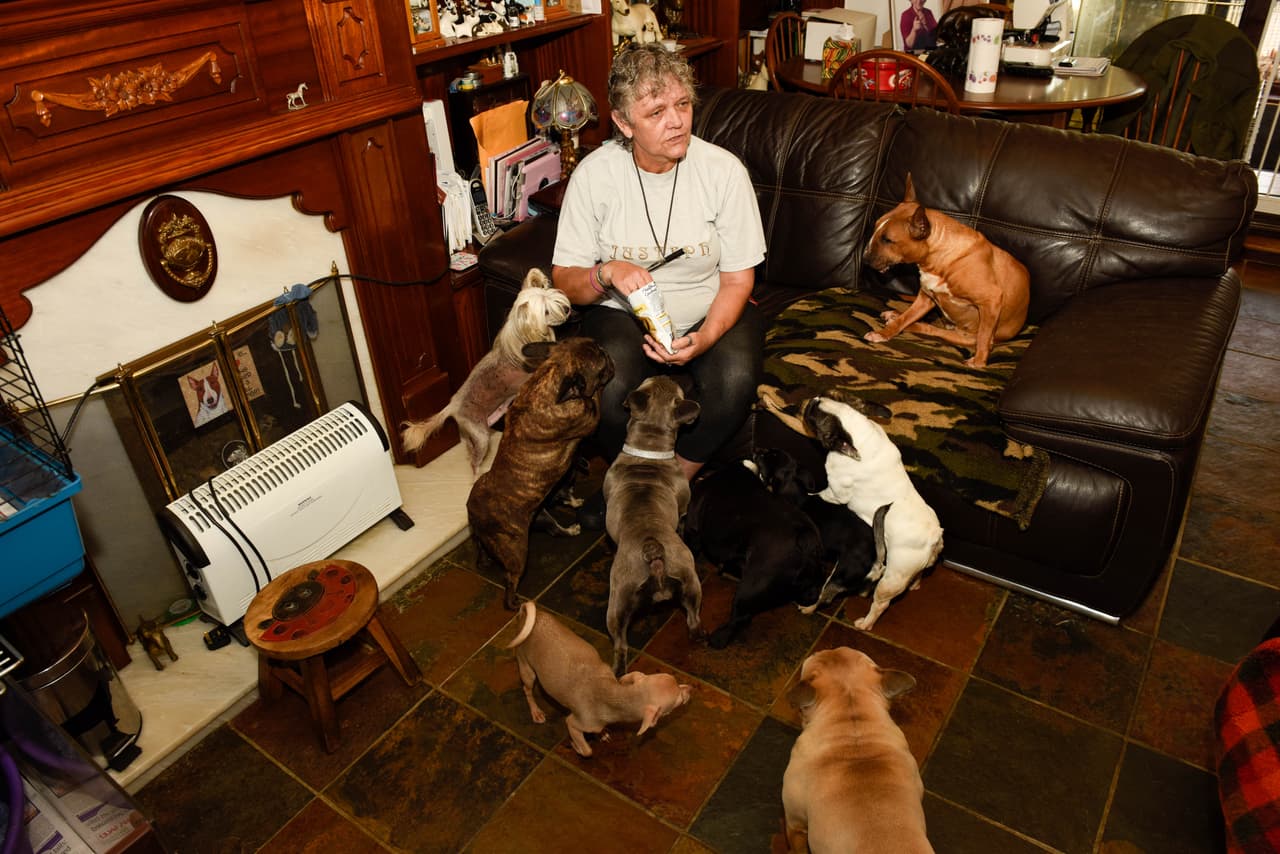 Estos 41 canes son muy suertudos, pues tienen una mujer asombrosa que cuida de ellos.