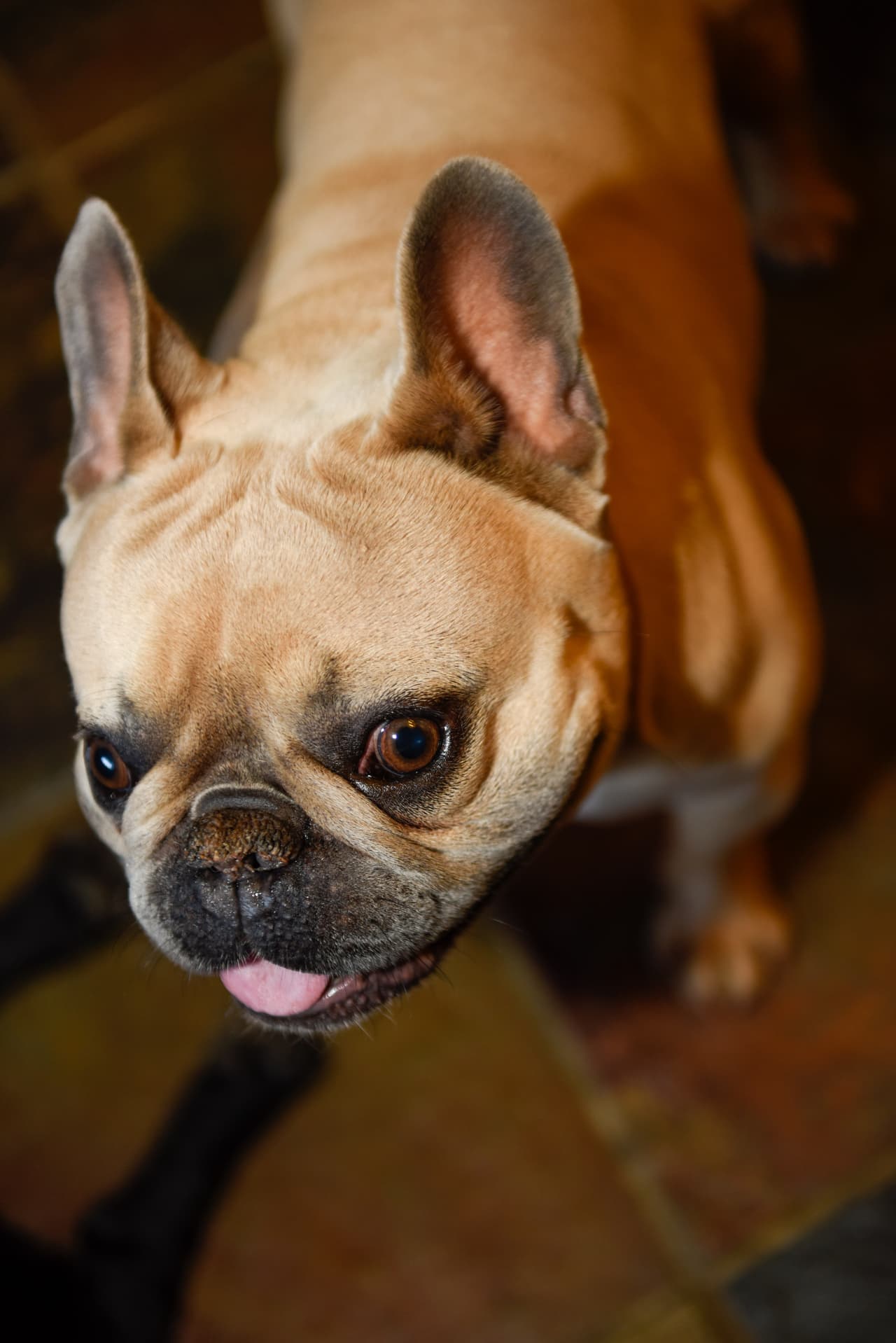 Ella incluso insiste en que los perros no tienen mal olor... ¡aunque nunca los baña!