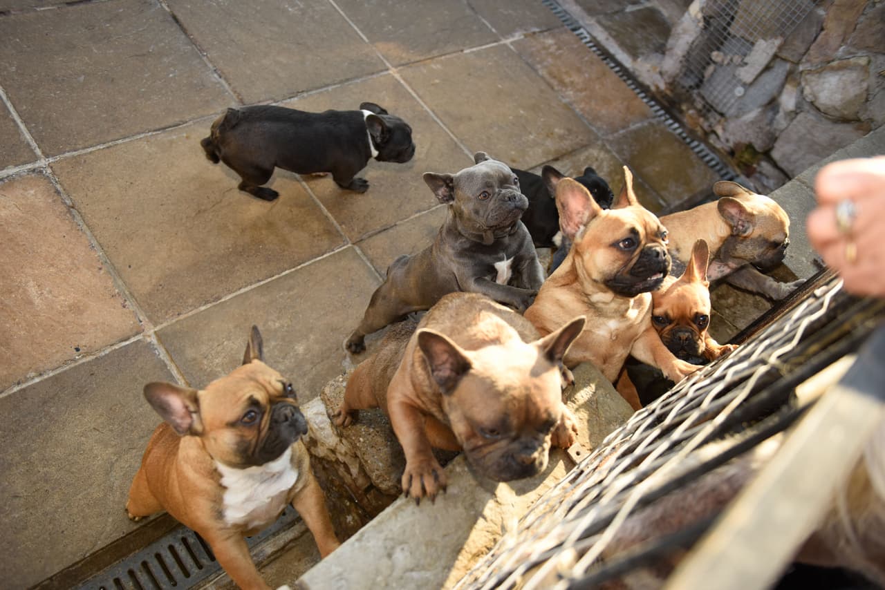 Sus amigos de cuatro patas están encantados con el trato que la pareja les da.