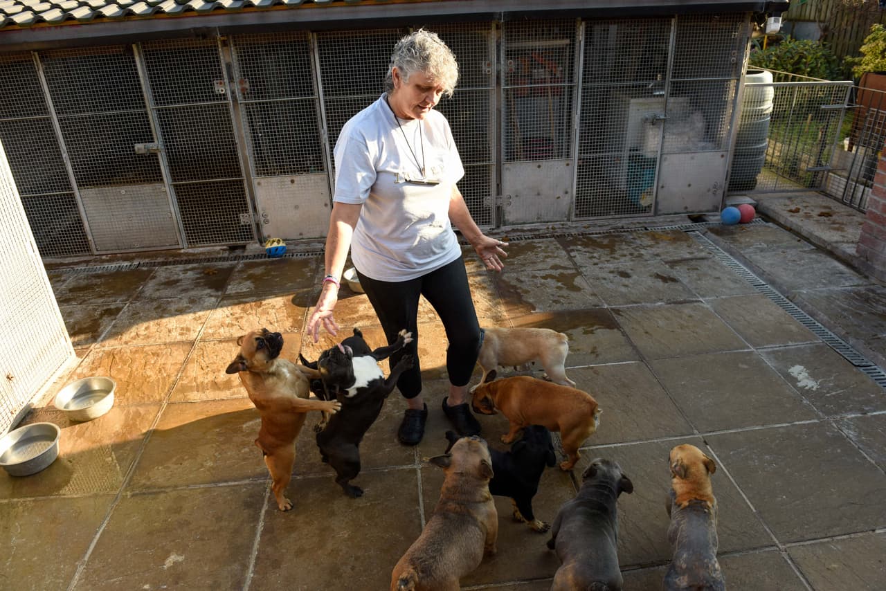 Lynn insiste en que cuidar a tantos perros es un trabajo de 24 horas.