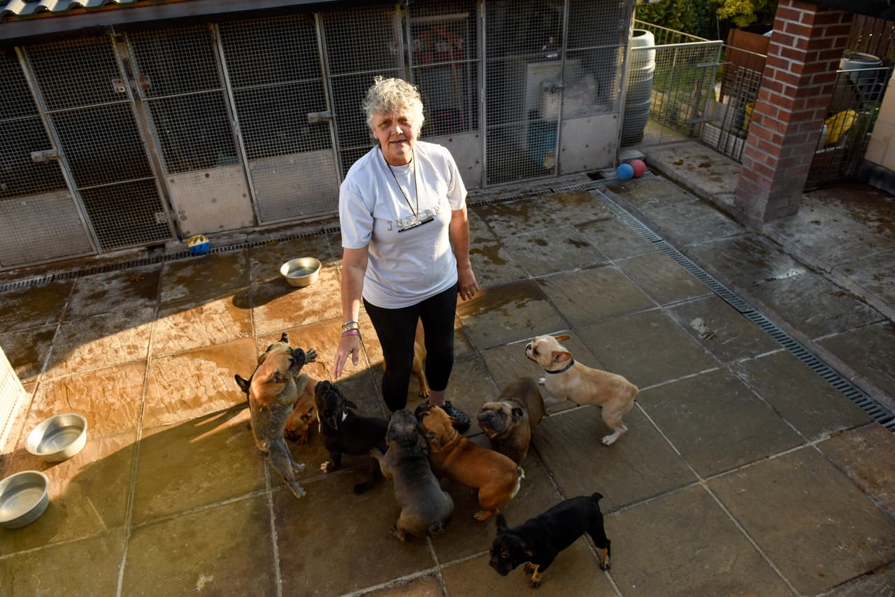 Para completar, tiene 10 bull terrier miniatura bajo su protección.