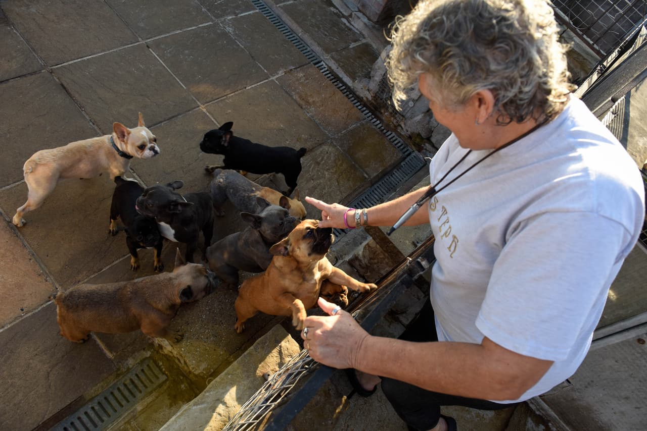 Además, cuida a seis crestados chinos. ¡Unos perros muy consentidos!