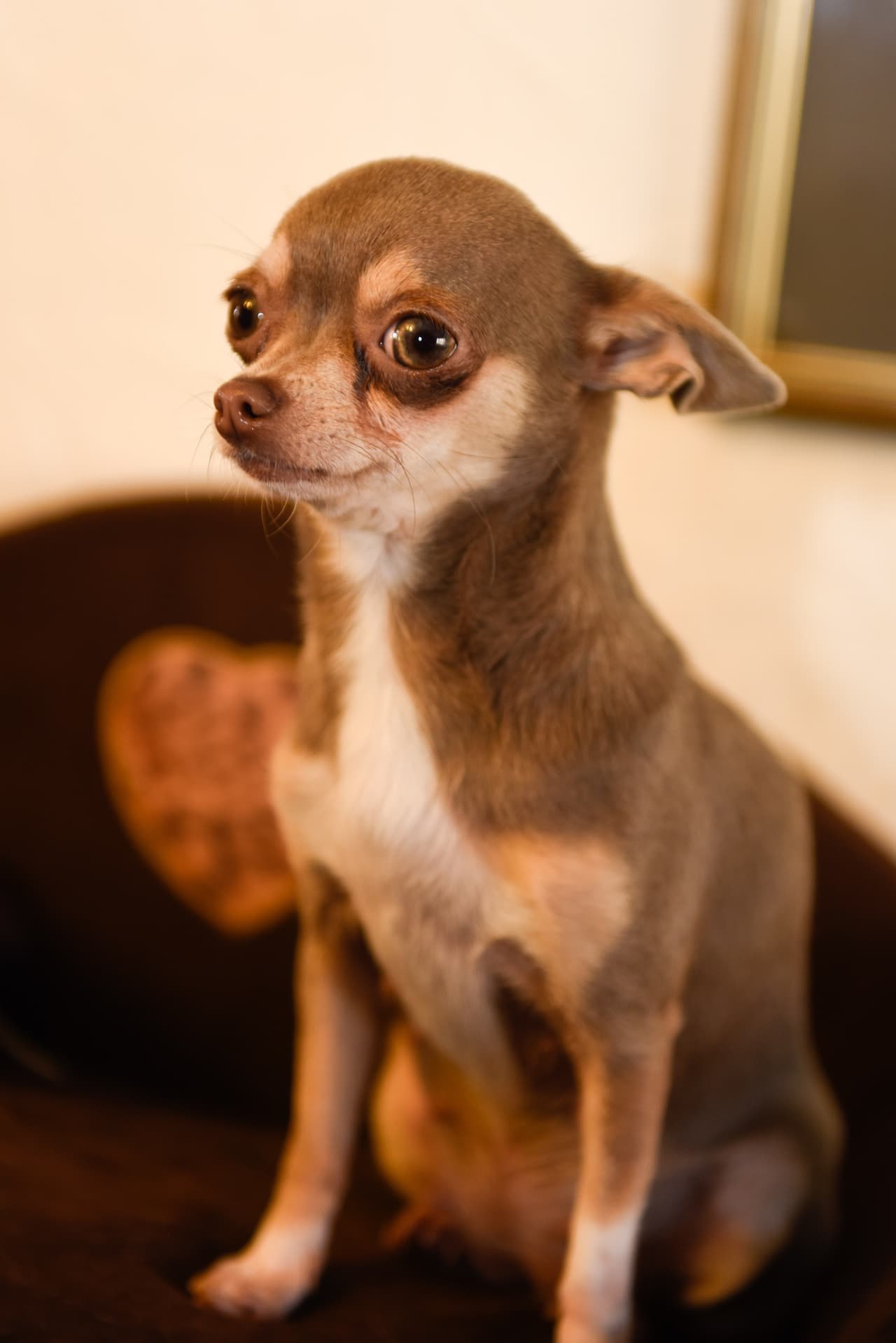 Ellos agradecen de muchas maneras el cariño que la pareja les brinda.