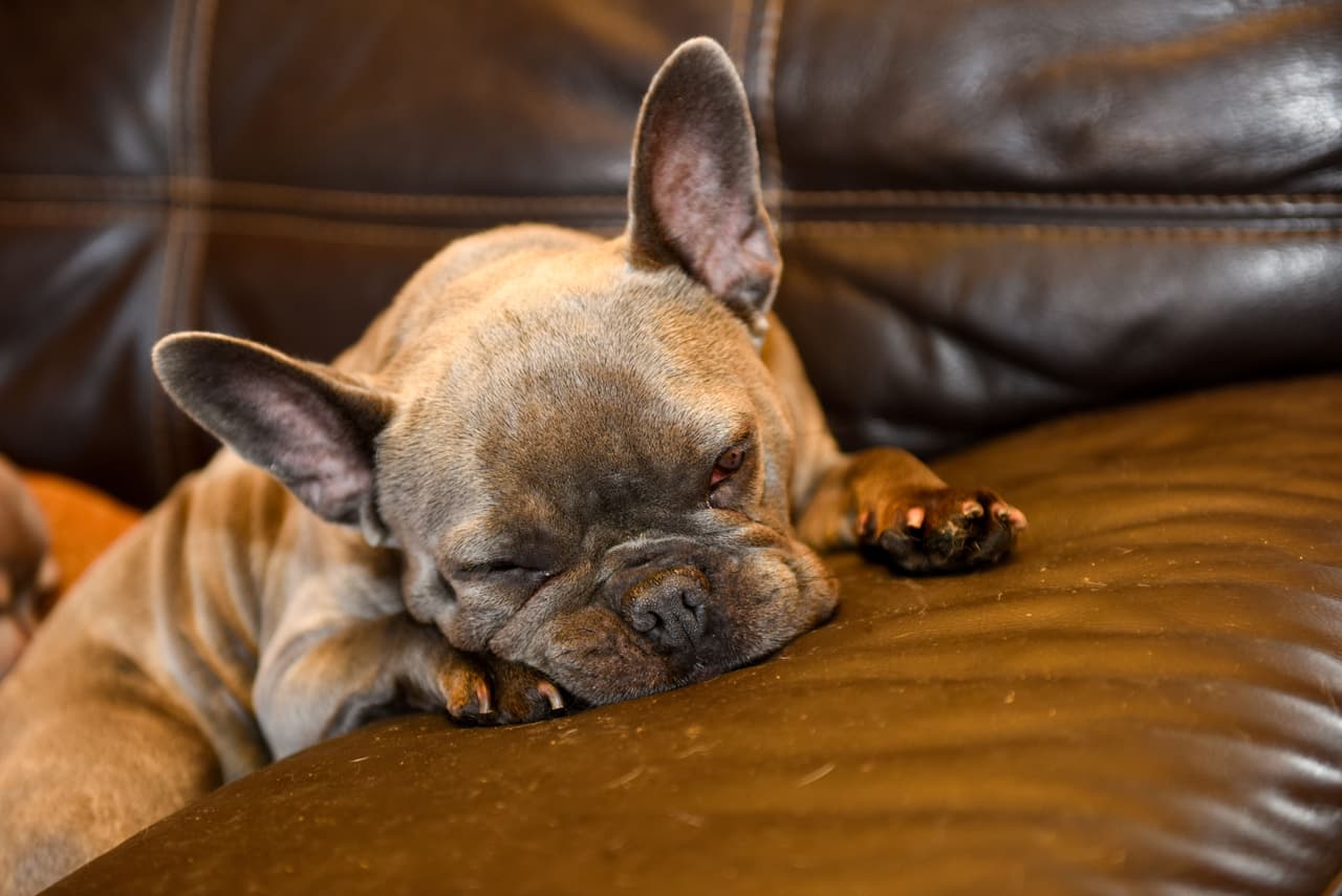 ¿Puedes imaginar cuánto gastan en comida para perros? ¡Una fortuna!