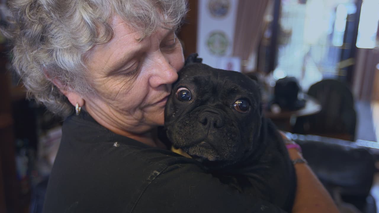 La mujer comparte su casa de Barnsley, South Yorks, con cuatro decenas de canes.