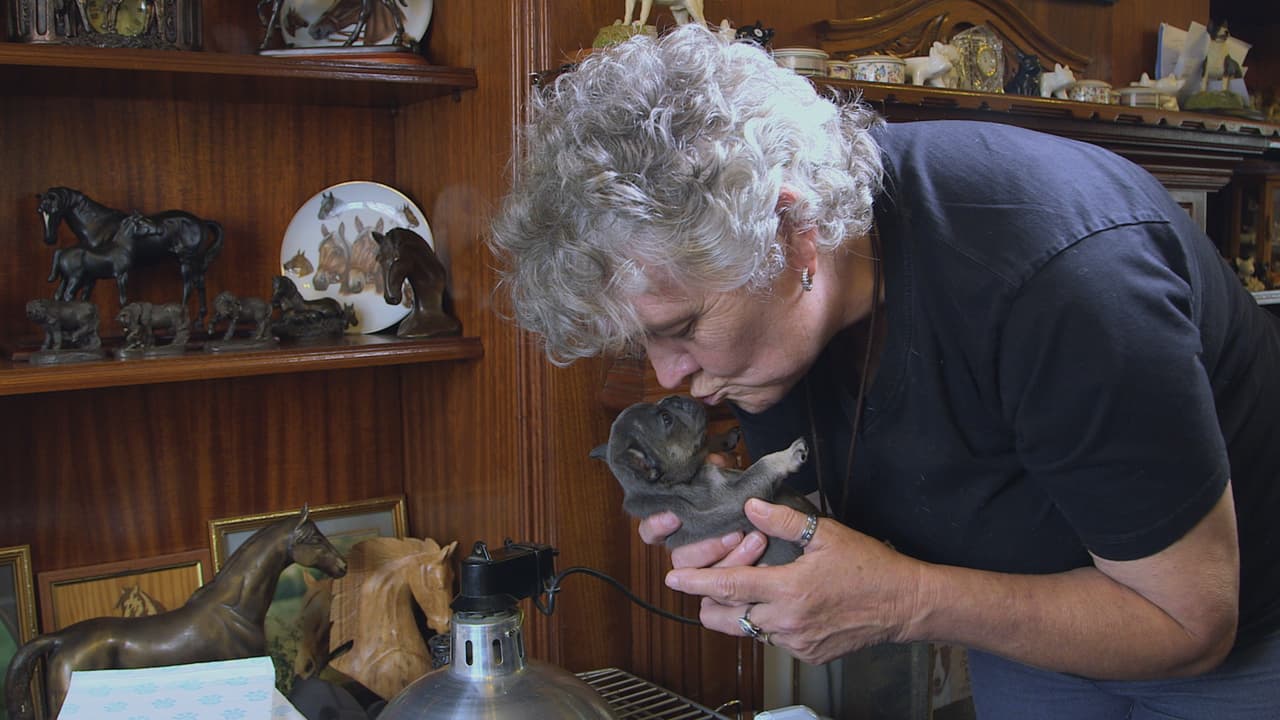 Lynn Everett es tiene un corazón súper 'dog lover', ¡pues vive con 41 perros!