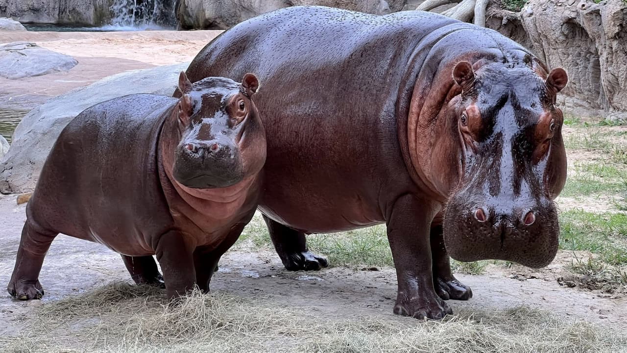 Sean Greene, el Jefe de Operaciones del Zoológico de Dallas, compartió su entusiasmo: “Ser
<b>una opción tan asequible para un día educativo y lleno de diversión</b> es algo de lo que estamos increíblemente orgullosos.
<b>El zoológico se enorgullece de ser accesible para todos</b>, y estos Días del Pingüino son nuestro regalo a la comunidad desde hace más de una década”.