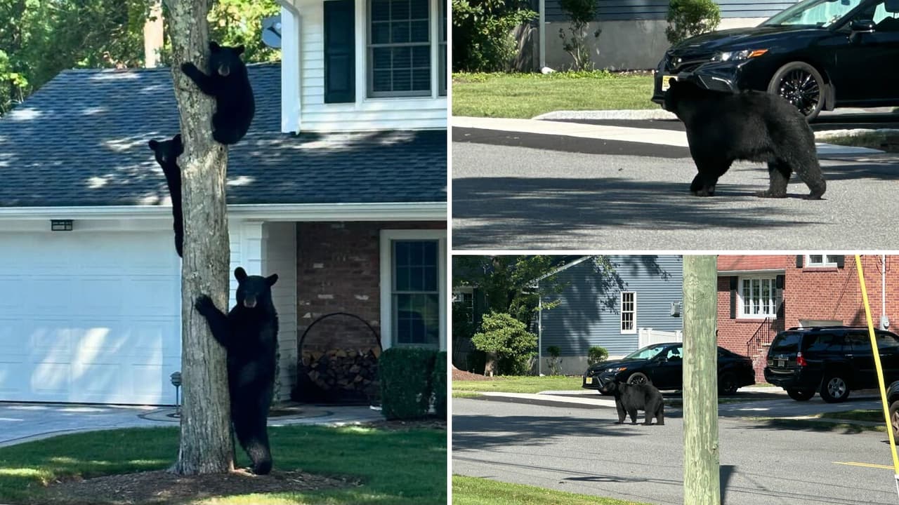Captan a familia de osos paseando por zona residencial de poblado en Nueva Jersey