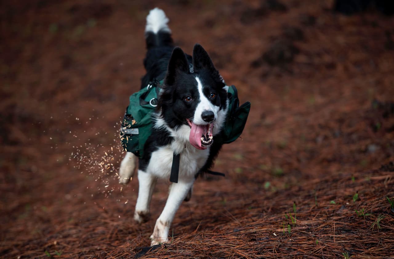 Pero en una curiosa iniciativa, tres border collies están ayudando a reforestar las extensas áreas afectadas. Mientras corren y juegan, Olivia, Das y Summer van esparciendo semillas que caen al suelo desde unas mochilas especiales con orificios que llevan en su lomo.