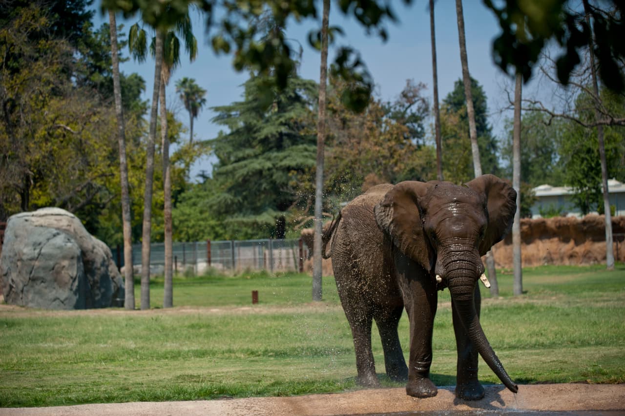Familias disfrutaron del Día de la Familia en el Zoológico de Fresno