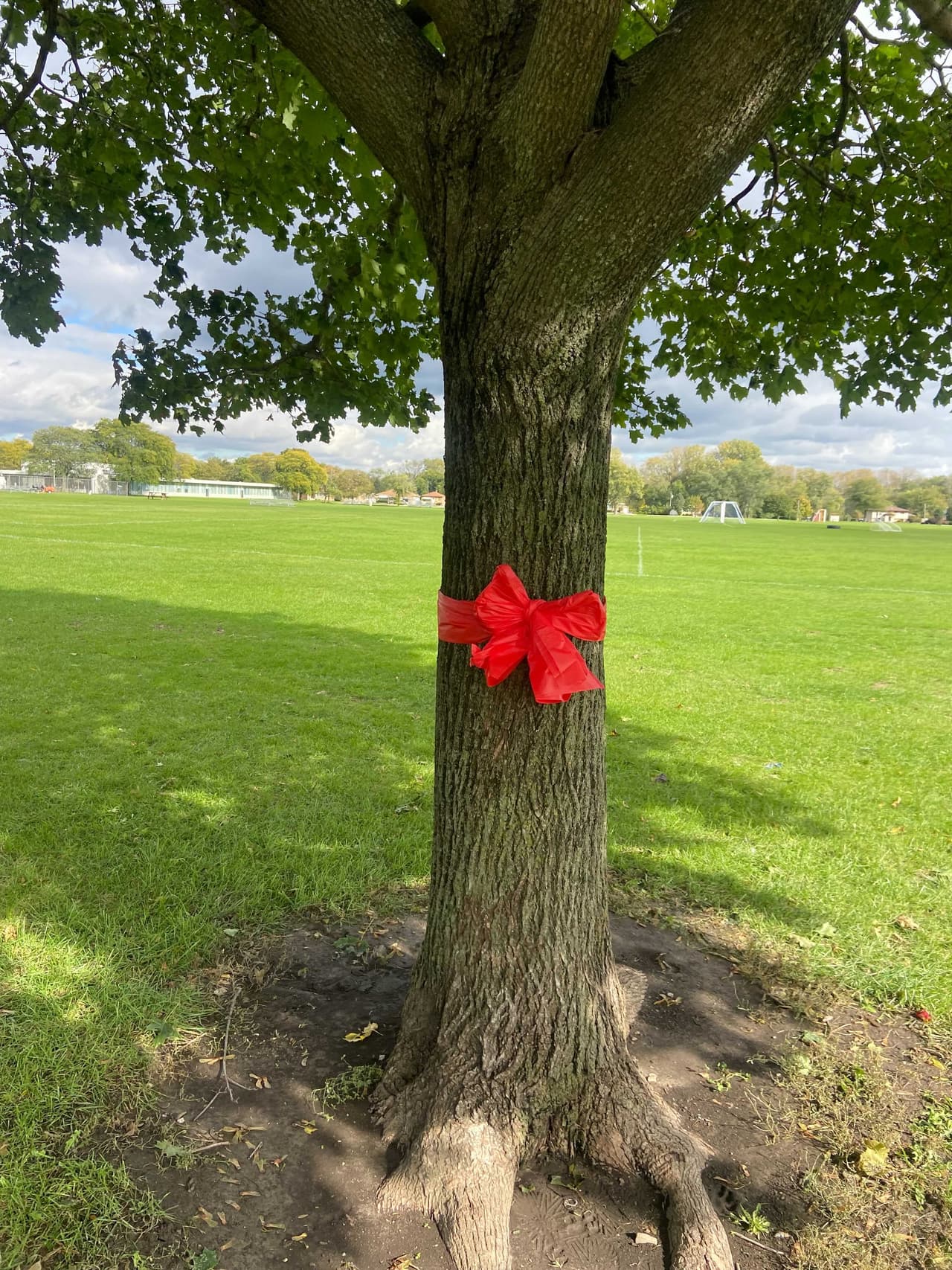 Un moño rojo atado a un árbol honra la memoria de Gio León, en las inmediaciones del lugar donde el niño fue atropellado. Tras el impacto, Gio no tenía pulso. Un padre, de uno de los niños que jugaba en el equipo y que es médico, le practicó reanimación pulmonar (RCP) y consiguió reanimarlo. El menor de edad fue trasladado al Hospital Saint Joseph y más tarde llevado en helicóptero al Hospital Stroger.
