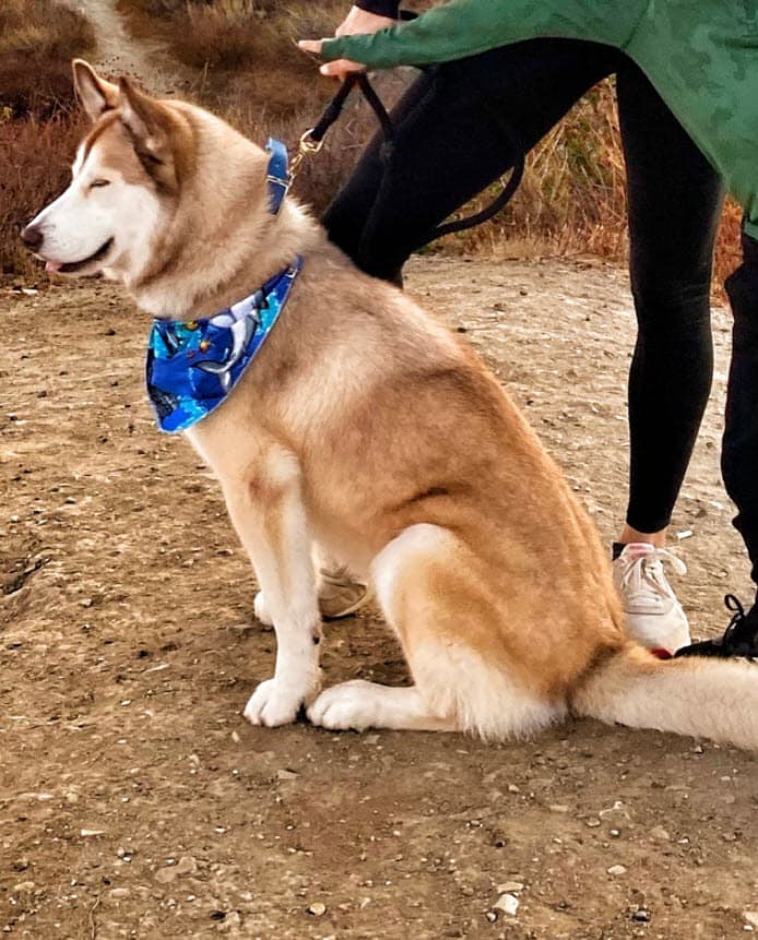 "Teníamos la esperanza de que regresara, pero aún no lo hace. Tiene 'name tag' (placa con su nombre) y chip. Ya lo busqué en diferentes perreras y nada". 
<br>