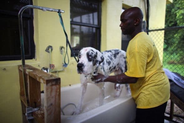 Adoptar en un centro de refugio te garantizará que tu nueva mascota ha sido sometido a un examen médico, además de que está esterilizado, vacunado, desparasitado y los cuidados necesarios para ser el nuevo integrante de tu hogar.