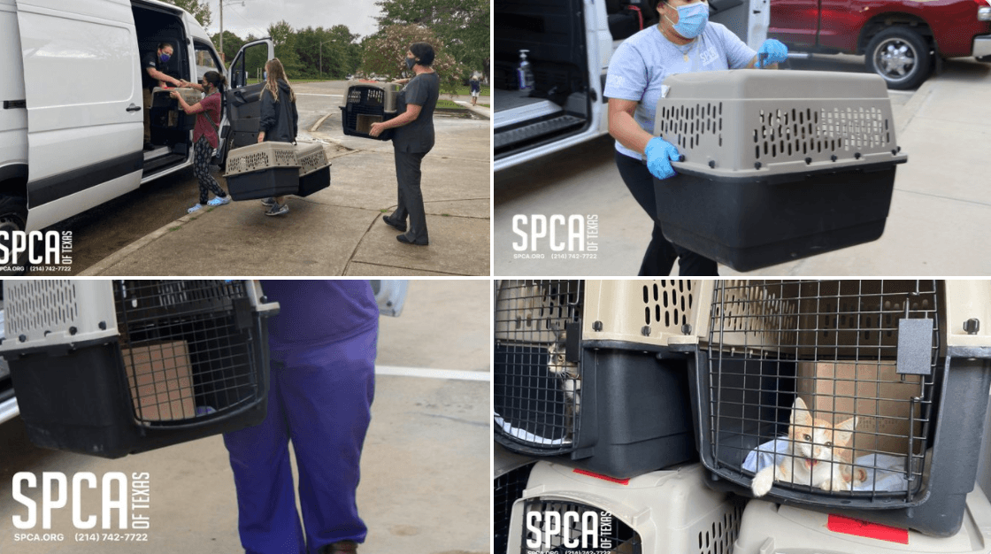 La Sociedad Protectora de Animales del Norte de Texas transfiere a mascotas ante la llegada del huracán Laura 