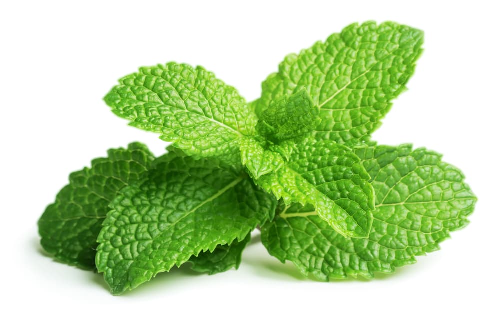 Finalmente, te recomendamos una infusión o té de menta casero para que absorbas sus cualidades protectoras.