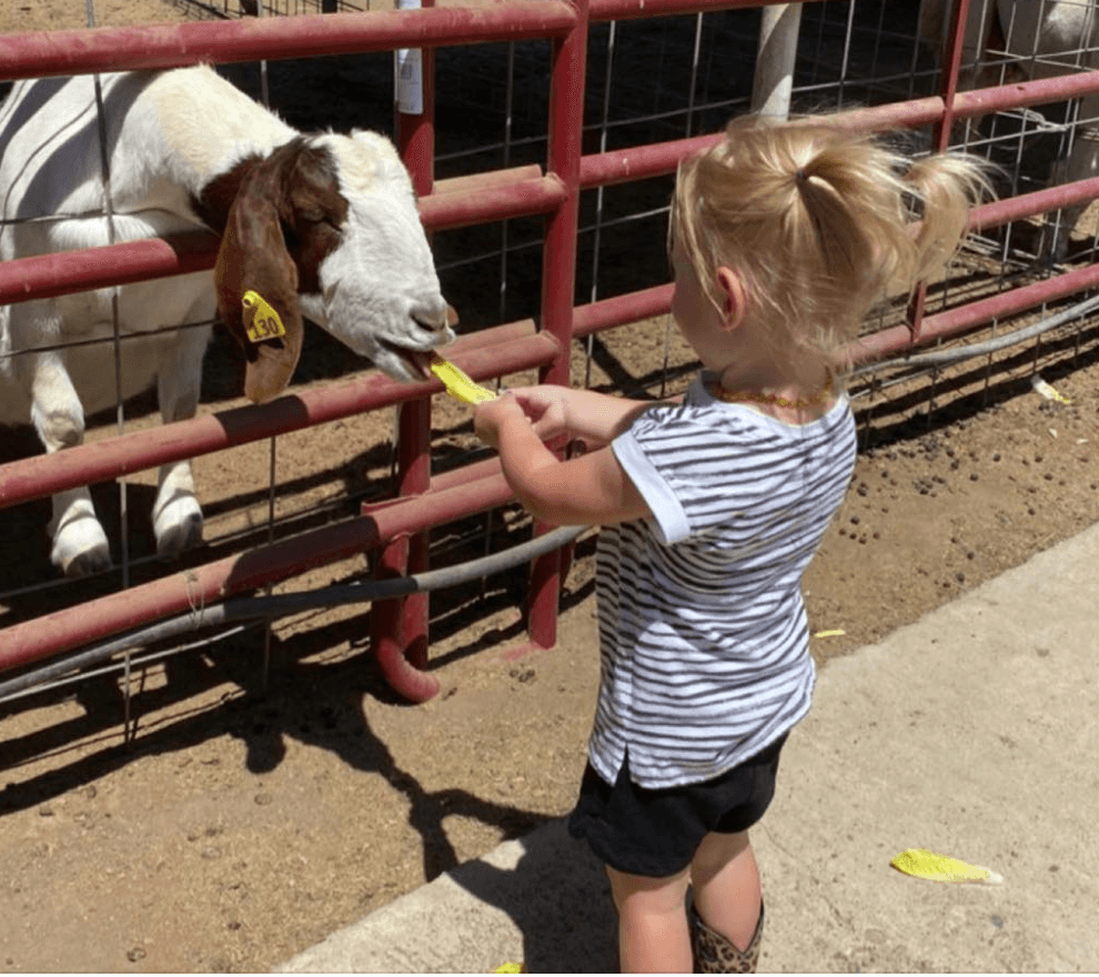 <b><a href="http://myfordfarms.com/" target="_blank">Ford Farms Petting Zoo </a></b>and Pony Rides, Lindsay: El Zoológico interactivo te dará una experiencia en la vida del campo mientras alimenta a los animales, también hay paseos en pony y tractores.