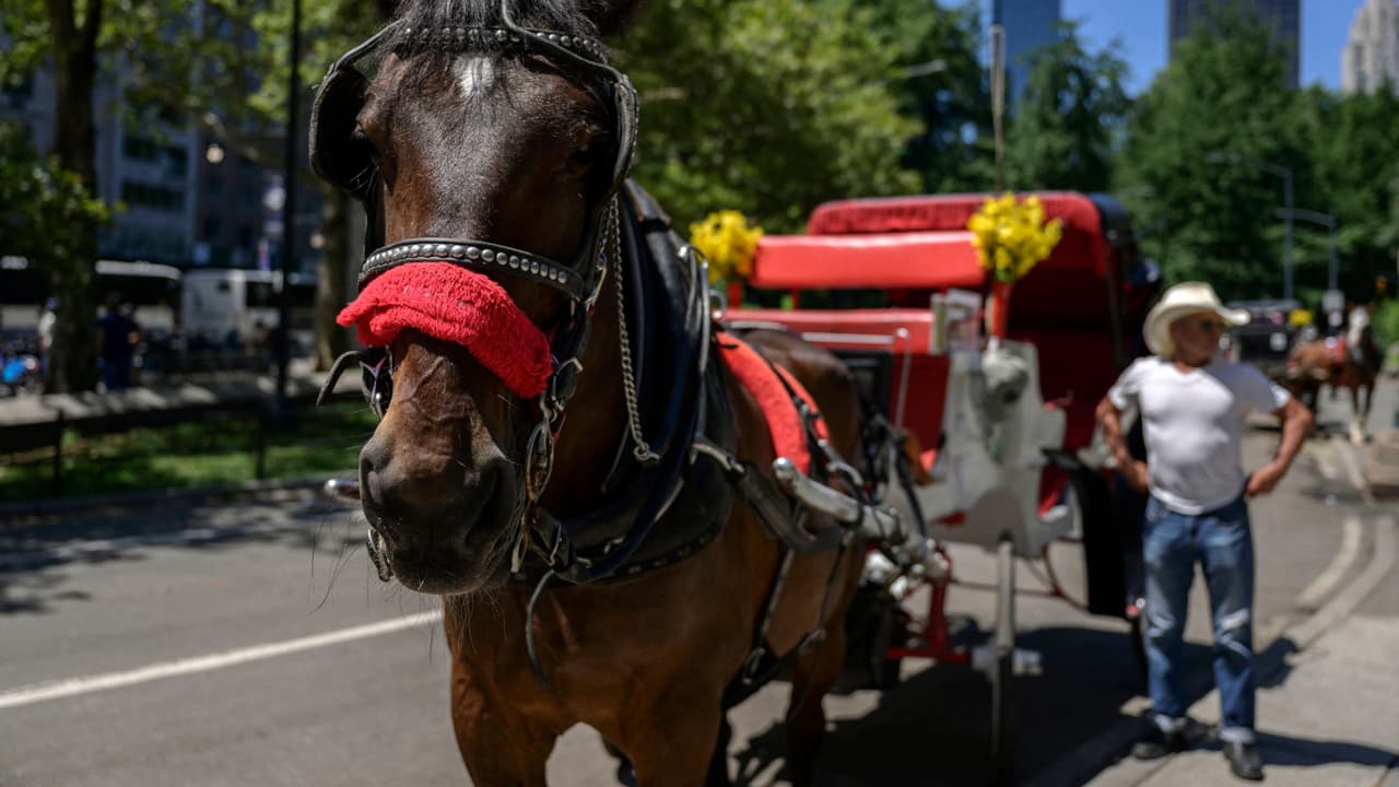 Quedarán prohibidos los caballos en los carruajes de San Antonio, vota el Concilio