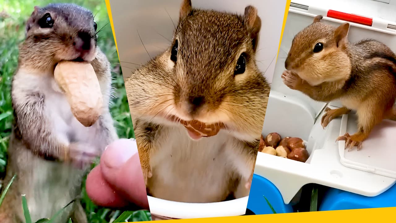 50 ardillas viven en su patio: lo transformó en un restaurante para ellas y lo presume en TikTok