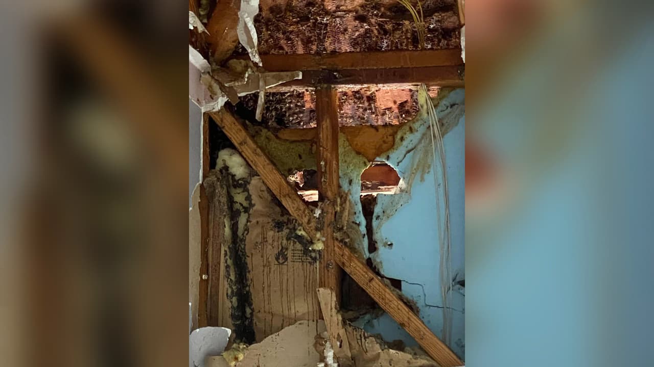 La casa estuvo sola por 6 meses antes de la compra, por lo que decidieron pagar por el servicio para controlar plaga.