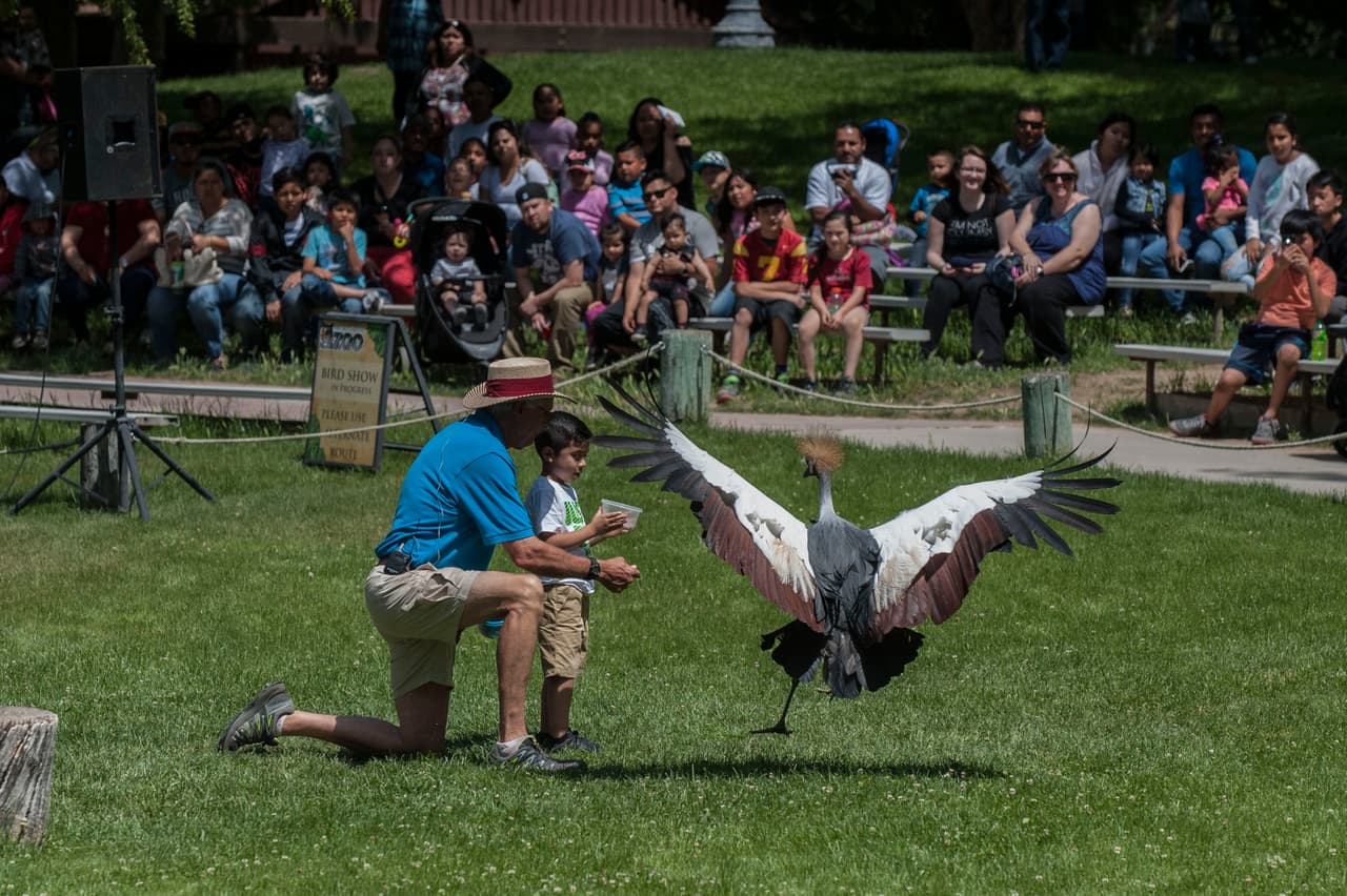 El show de aves fue uno de los favoritos durante el Festival de los Niños 2017