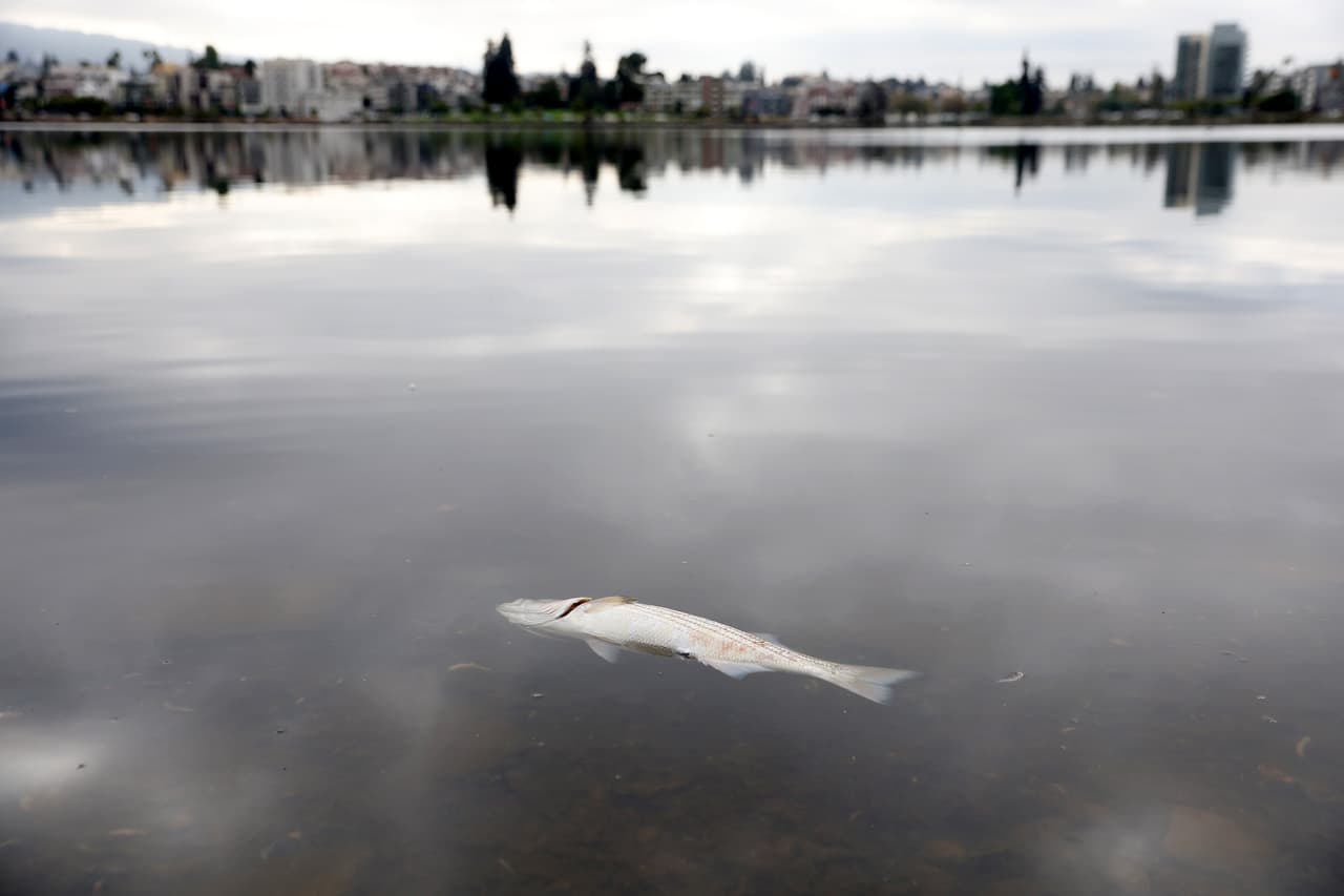 Ante ello, su director ejecutivo Sejal Choksi-Chugh llamó a la Junta Regional de Agua a controlar las descargas excesivas de aguas residuales de refinerías y las ciudades del Área de la Bahía.
<br>