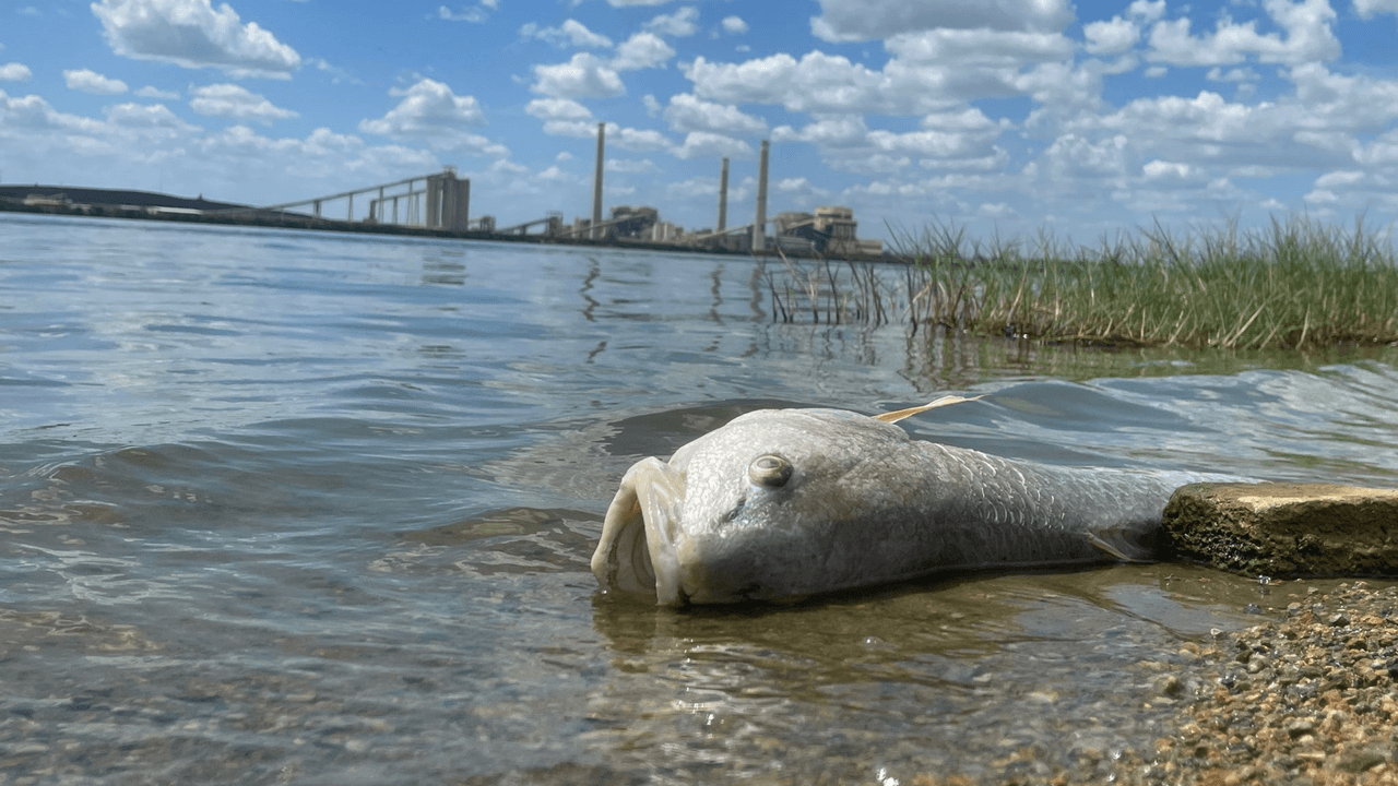 Personal de Operaciones Ambientales de CPS Energy, empresa que opera el lago, tomó muestras en la zona, y aseguró que una baja de oxígeno disuelto sería la causa de la muerte de los peces.
<br>
<br>Pero un 
<a href="https://environmentamerica.org/texas/center/media-center/new-report-cps-energys-calaveras-power-station-among-nations-top-water-polluters/#:~:text=Environmental%20and%20health%20advocates%20warned,eat%20fish%20from%20the%20lake" target="_blank">reporte de 2022</a> de Environment Texas Research & Policy Center, una organización sin fines de lucro, señala que la planta de CPS Energy en Calaveras Lake es de los contaminantes de agua más altos en Estados Unidos. “La central eléctrica Calaveras de CPS Energy ocupó el décimo lugar en la nación por la toxicidad de sus liberaciones reportadas a las vías fluviales, según lo medido por la puntuación de toxicidad de la EPA para dicha contaminación”, dice el artículo.