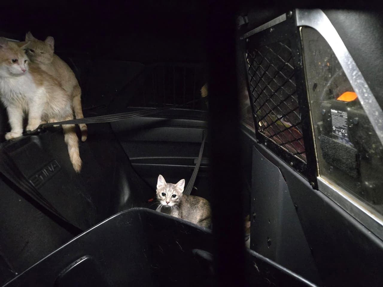 Autortidades recordaron al público que es un delito dejar a las mascotas afuera ante las inclemencias del tiempo frío o caliente.