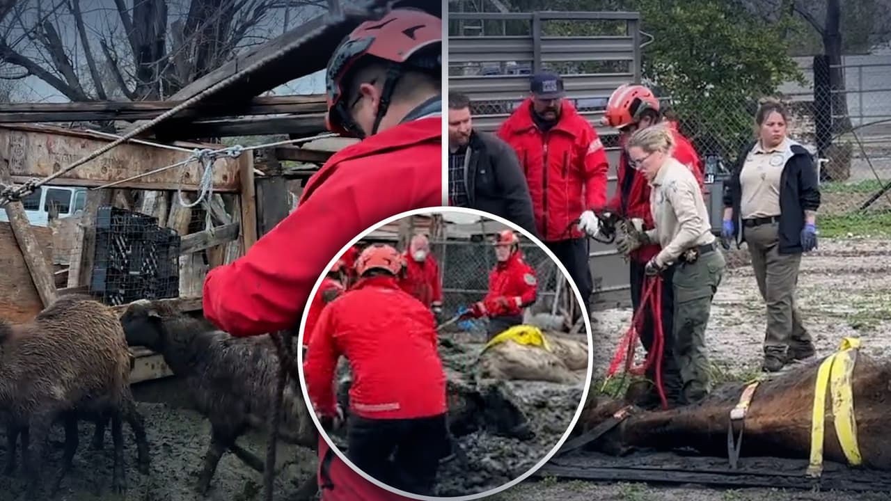 Así fue el rescate de varios animales de granja atrapados en el lodo en San Bernardino