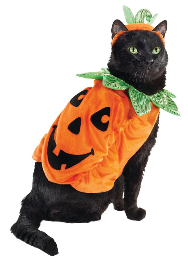 Cómprale un disfraz de calabaza y conviértelo en la envidia de todos.