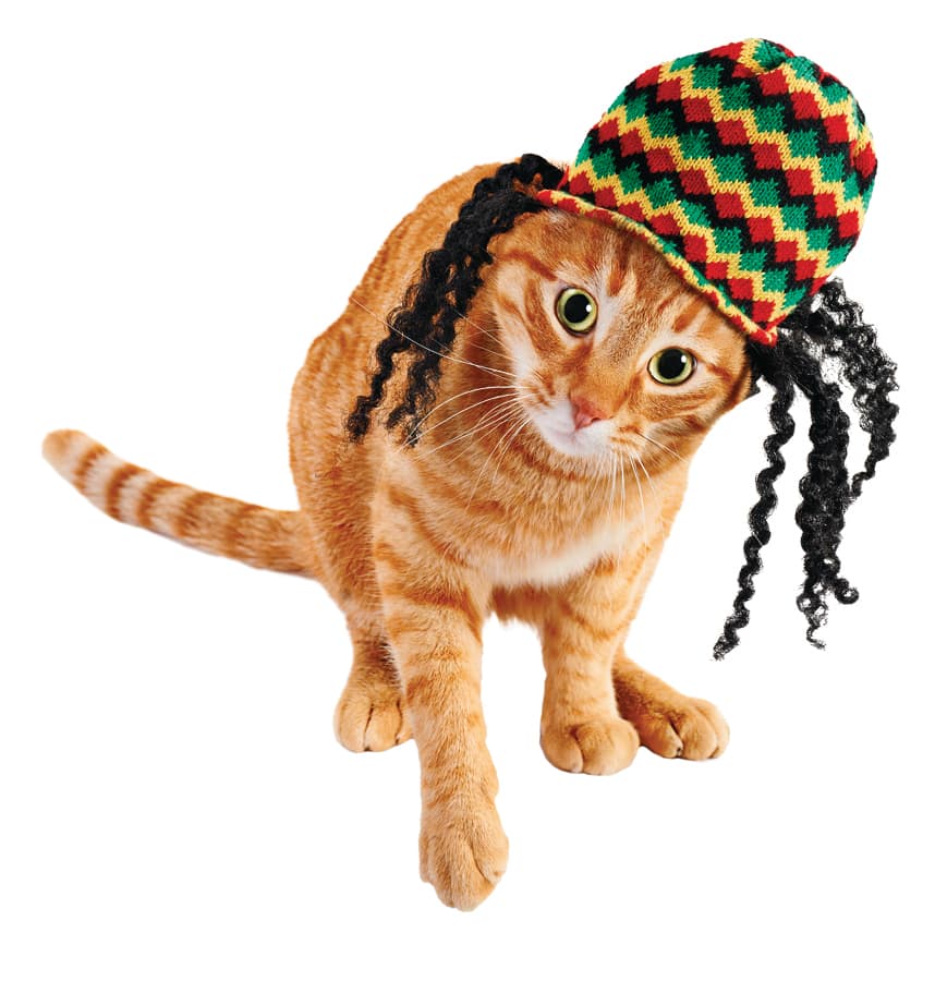 ¡Incluso hay disfraces de todo tipo de género musical!