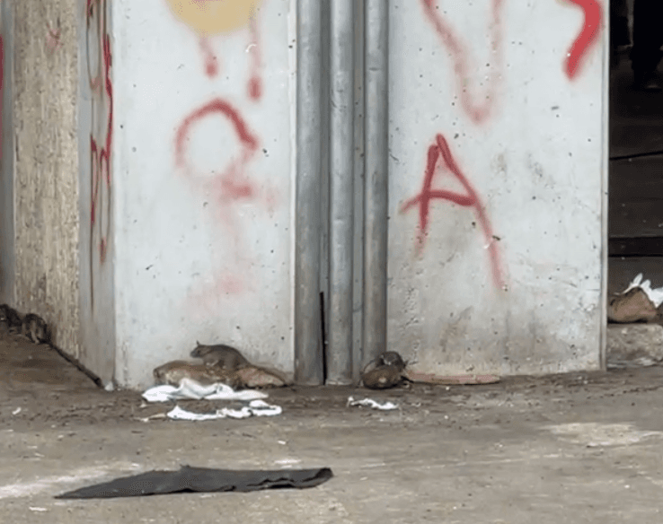 Mientras recogían, las autoridades se toparon con basura y ratas en el lugar.