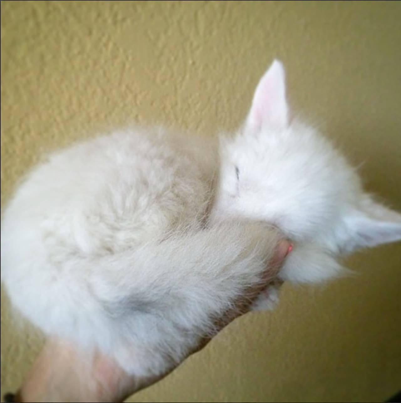 Y, de hecho, algunas personas que lo ven piensan que es un perro exótico.