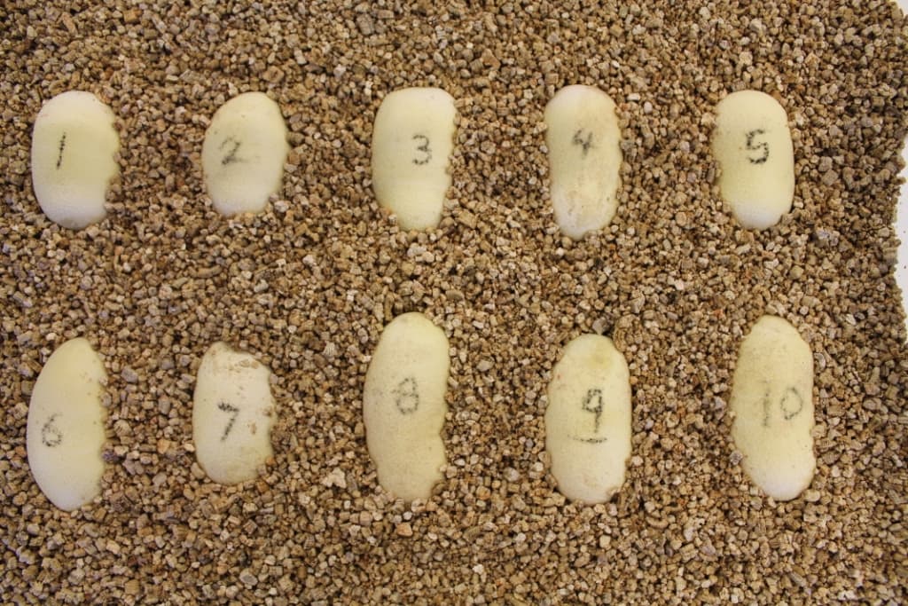 Las serpientes índigo lanzadas en la reserva Apalachicola Bluffs y Ravines el lunes 17 de julio de 2017 son parte de un compromiso de 10 años para reintroducir las serpientes en el bosque de pino de hoja larga de la Florida. Las serpientes fueron criadas en cautiverio por el Centro Orianne de Zoológico del centro de Florida para la conservación de la especie. Los huevos de serpiente índigo que crecen en incubadora son numerados para su identificación.