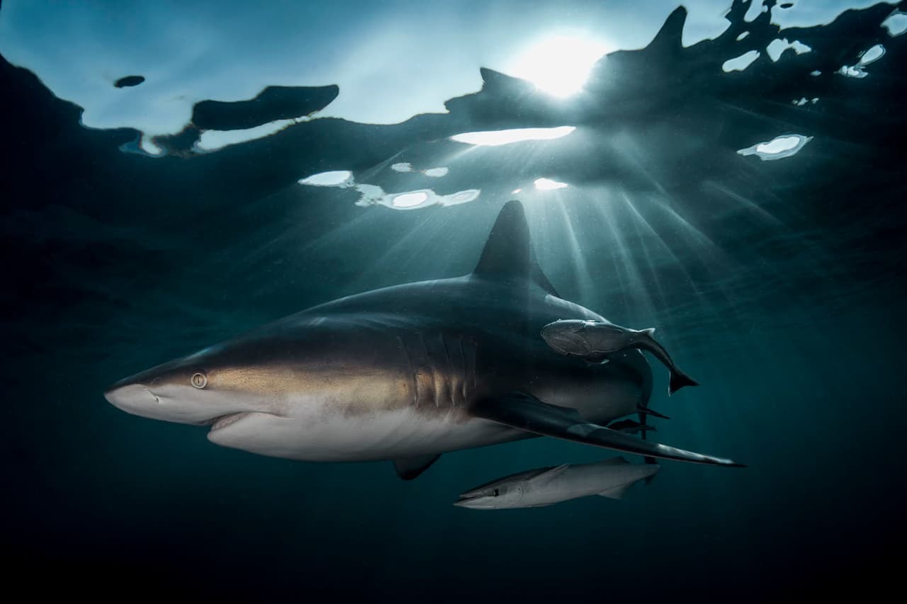 <b>‘Guardián marino’</b>
<br>
<br>Un gran tiburón oceánico de punta negra navega al borde de la superficie del océano en la costa este de África.
<br>
<br>“Este tiburón hembra me seguía y me investigaba durante una inmersión en el arrecife”, cuenta el autor de la fotografía.
<br>