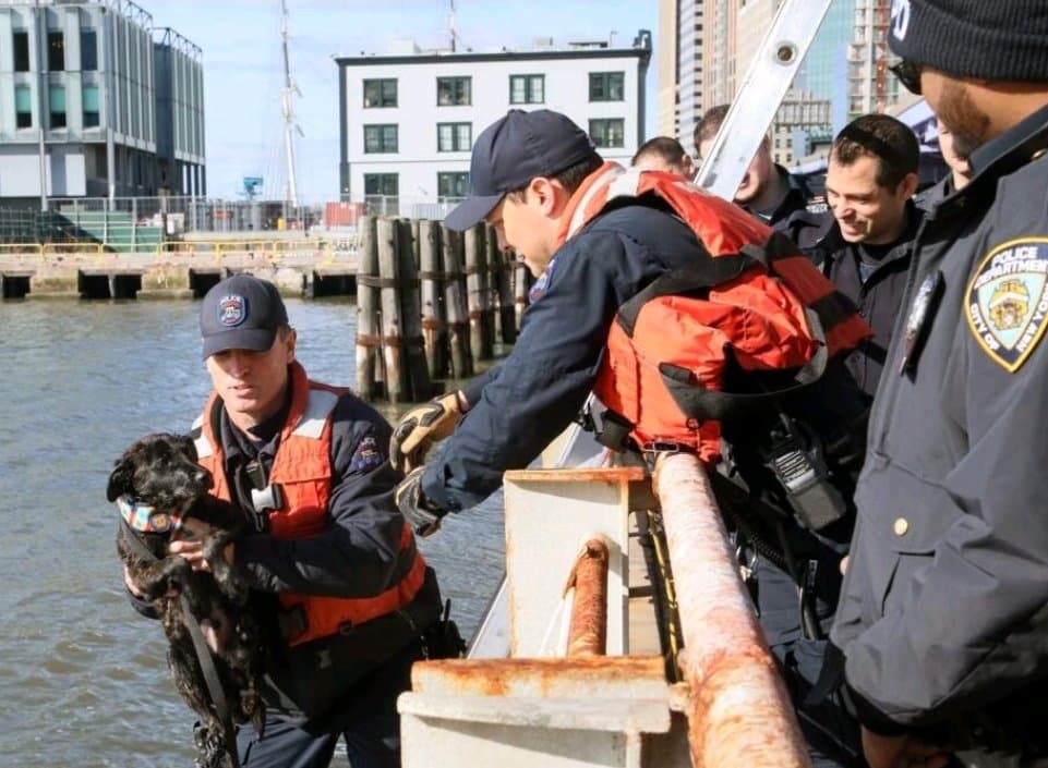 Pero esta no duró mucho, puesto que fue rescatado por el equipo de Operaciones Especiales de la policía de Nueva York, que salvaron al canino de congelarse.
<br>