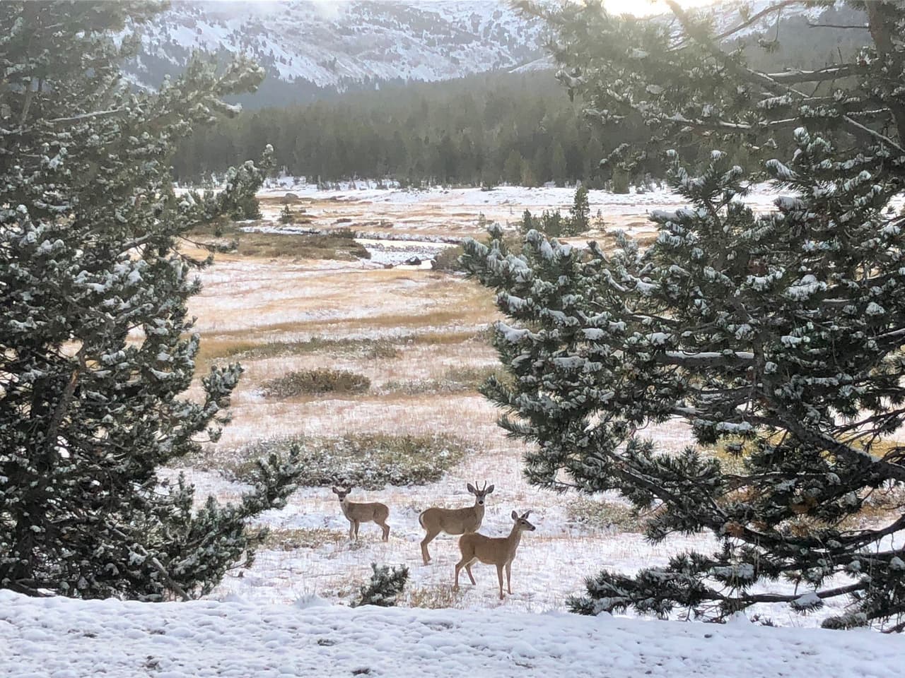 Entre 6 y 15 pulgadas de nieve podrían caer durante la primera tormenta invernal de la temporada