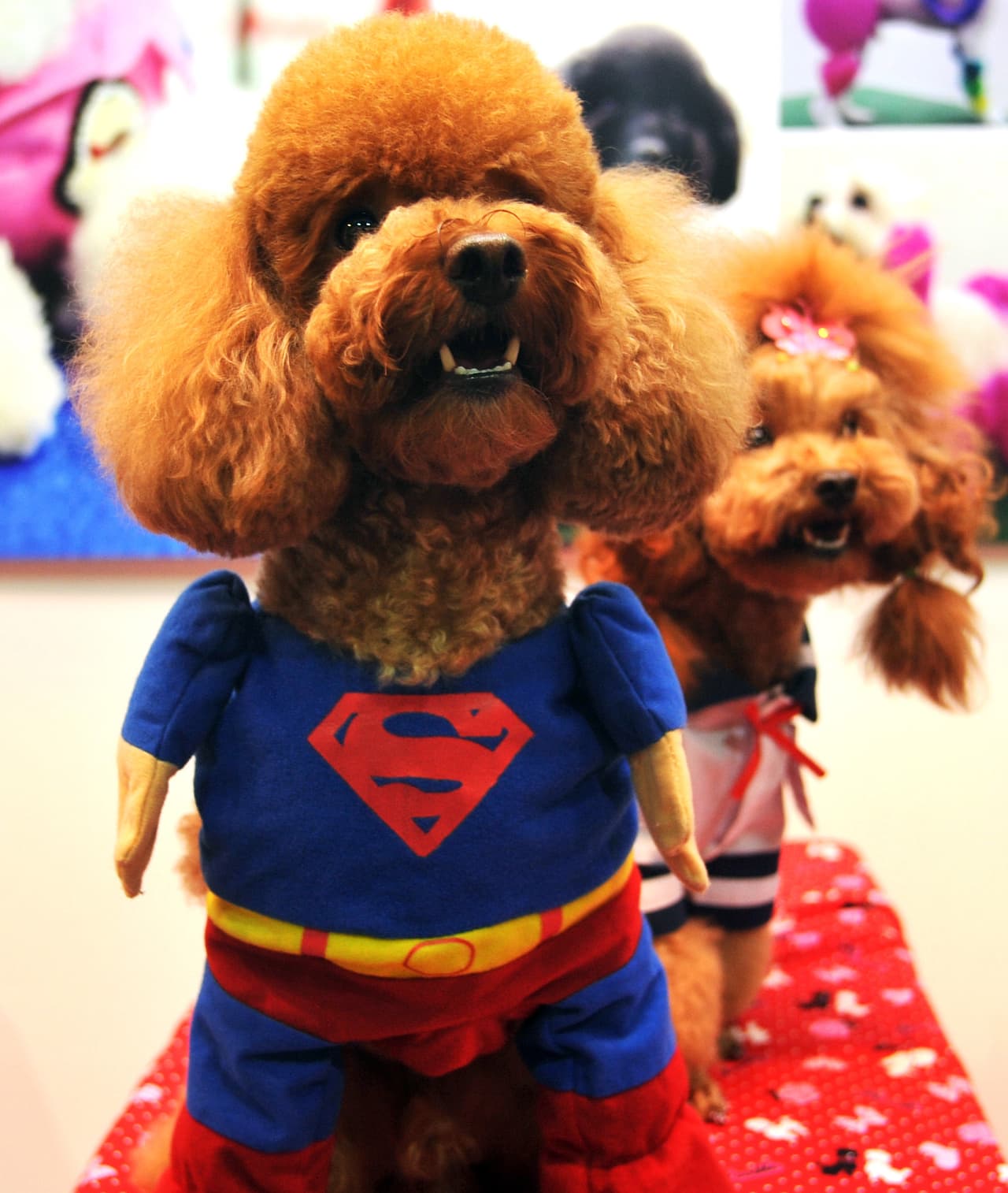 <b>Superman</b>
<br>Este es un clásico y 
<b><a href="http://www.univision.com/estilo-de-vida/halloween/los-12-disfraces-de-halloween-mas-populares-del-ano-fotos">un favorito de los humanos </a></b>esta temporada. Tu perro le imprimirá una nueva personalidad al personaje.