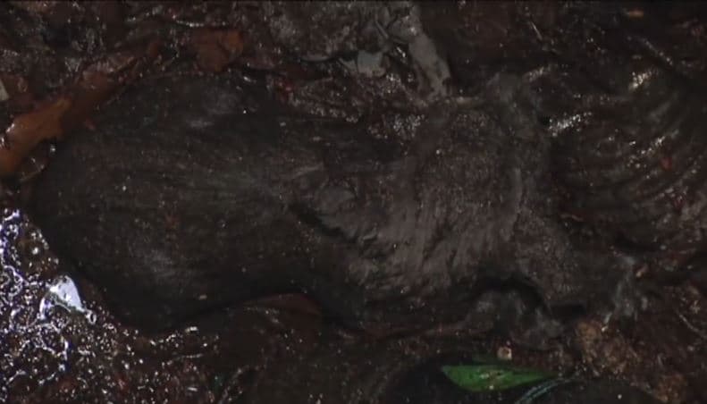 Bomberos de Miami rescatan a gatito de drenaje