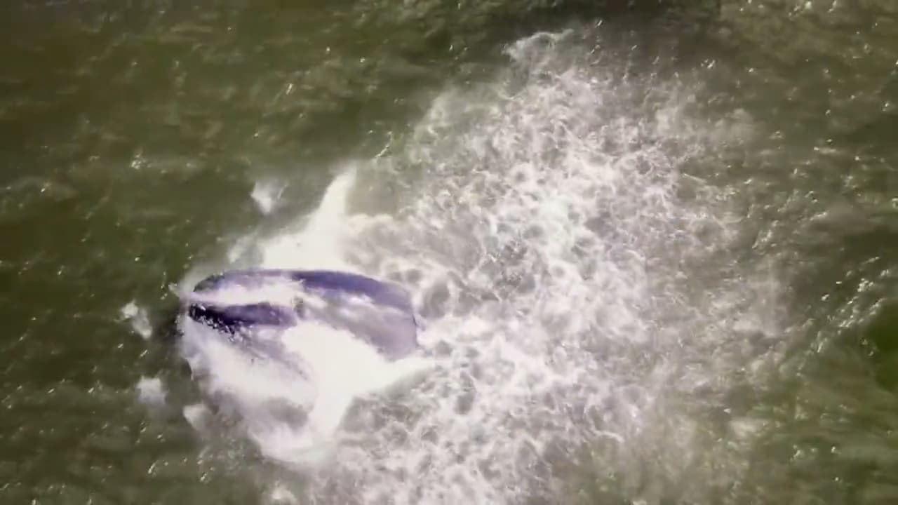 Captan imágenes de una ballena gris cerca de Jones Beach, Nueva York 