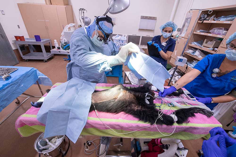 El doctor Gaetano Ciancio, un especialista en trasplantes humanos y oncología del hospital Jackson, donó su tiempo para curar a 'Sia'. 
<br>