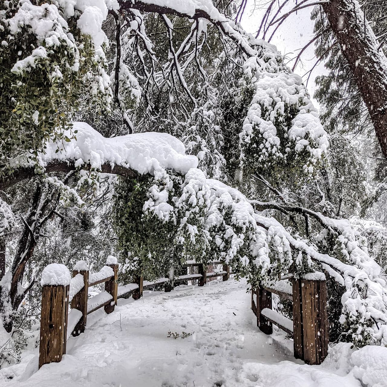 Scott Gediman, vocero del Parque Yosemite afirmó que ese evento del 19 de enero causó uno de los peores daños en la historia del parque, y que arreglar todo costará varios millones de dólares.