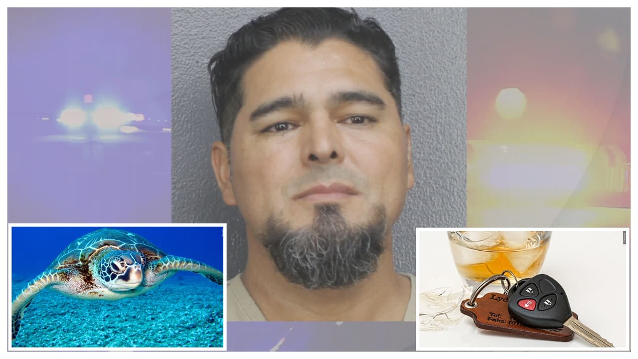 Arrestan a hombre por manejar encima de varios nidos de tortugas en playa de Fort Lauderdale